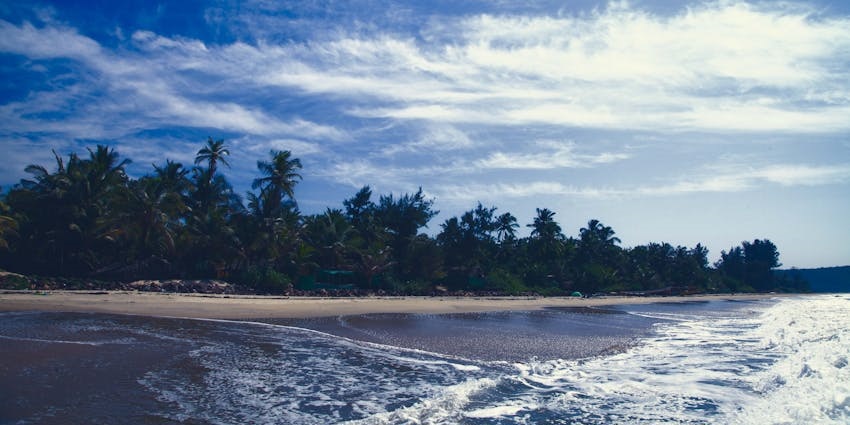 Coconut tree near the seashore at Girgaon Chowpatty on a calm sunny day.

