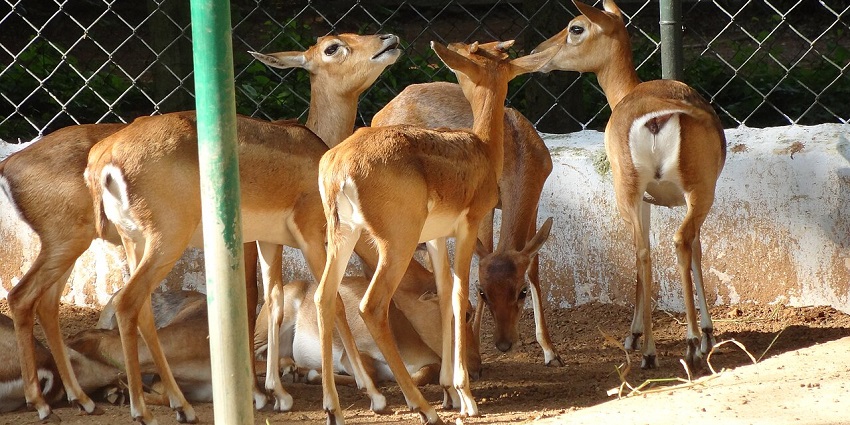 A group of blackbucks standing inside a compound at Guindy National Park, one of the places to visit near Chennai in July.