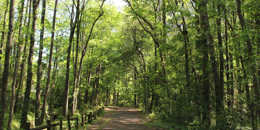 Nature trail at Hanuwantiya Tapu with trees on both sides creating a shaded path.

