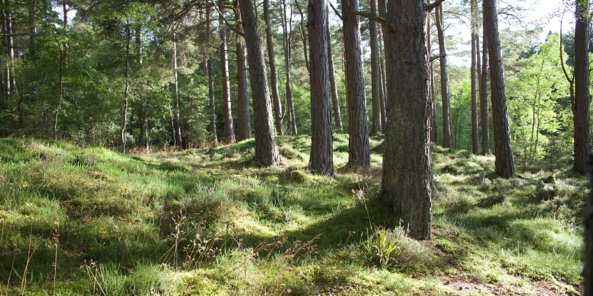 Winding trail through dense pine forest in Auli with tall trees on both sides.
