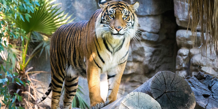 Bengal tiger resting in Kaziranga National Park surrounded by lush greenery.