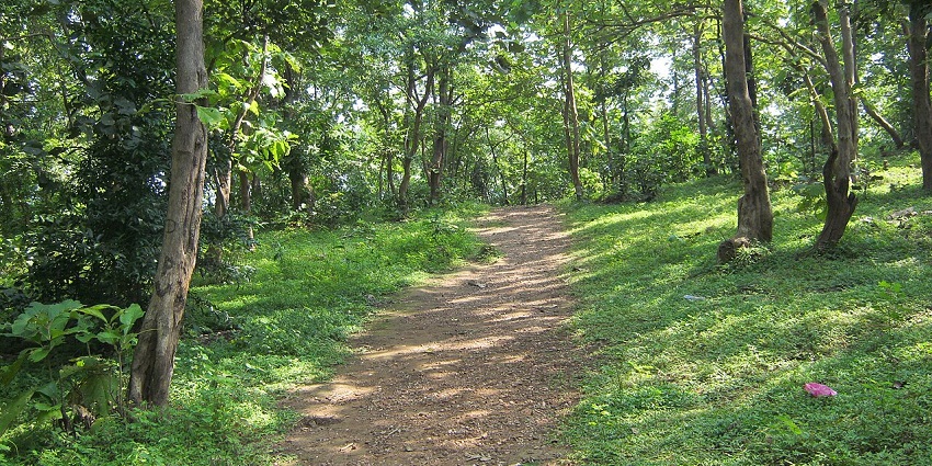 Jambughoda wildlife sanctuary in Gujarat with a walking pathway surrounded by greenery.
