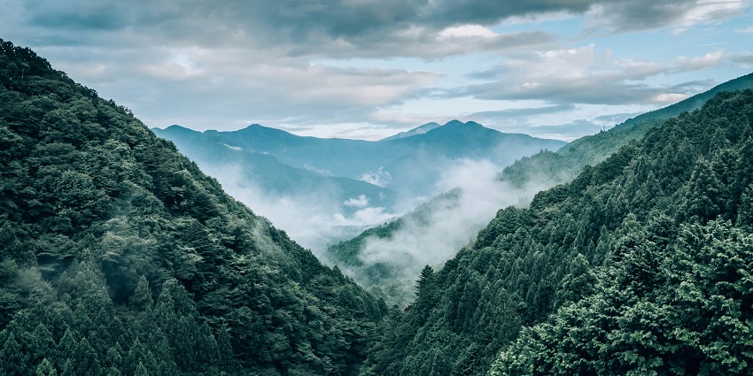 Misty forested slopes and lush green hills at Japfu Peak, a popular trekking spot.