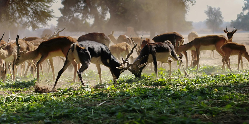 Jayamangali Blackbuck Reserve in Karnataka, with blackbucks and greenery, one of the places to visit near Gubbi.