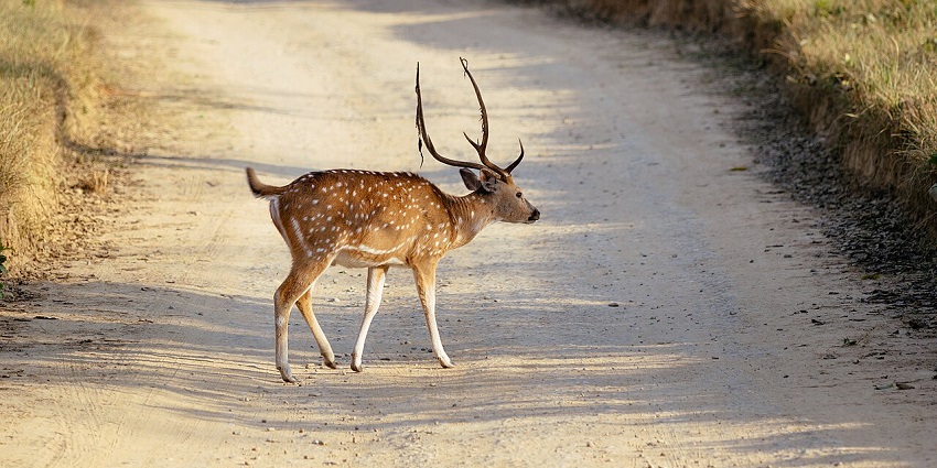 A spotted deer crosses a pathway in Jim Corbett National Park, one of the places to visit near Delhi for 3 days.
