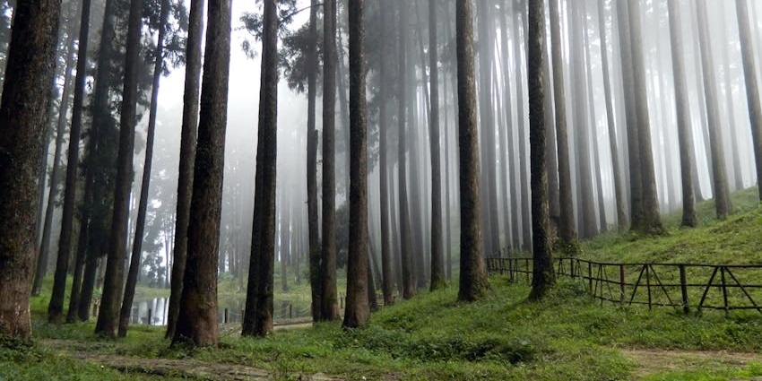 Open trail through thick green land in Joypur forest, one of the most beautiful places to visit near Kolkata for 2 days.