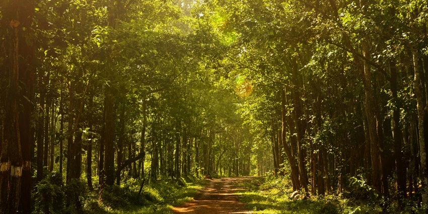 Tall trees stand amid the lush greenery of Joypur Forest’s serene environment.