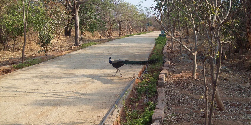 A peacock walks across the empty paved path in KBR Park surrounded by the trees and greenery, one of the best places to visit near Gachibowli.