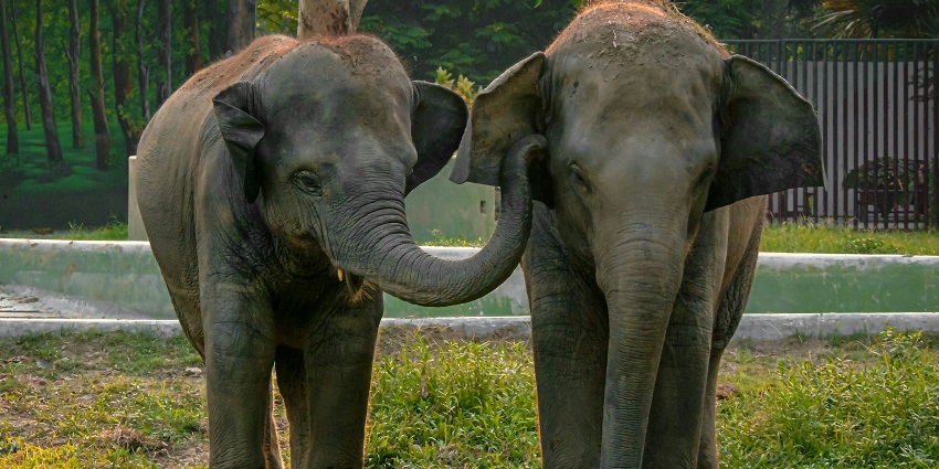 Two elephants are walking through the forest at Kabini wildlife sanctuary.