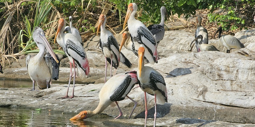 A flock of birds near water at Kaggaladu Bird Sanctuary, surrounded by calm natural scenery.