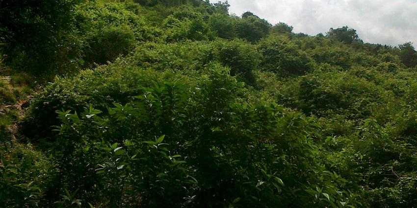 Lush green hillside covered in dense foliage under a cloudy sky with tree framing top, one of the best places to visit near Tirupati in one day.