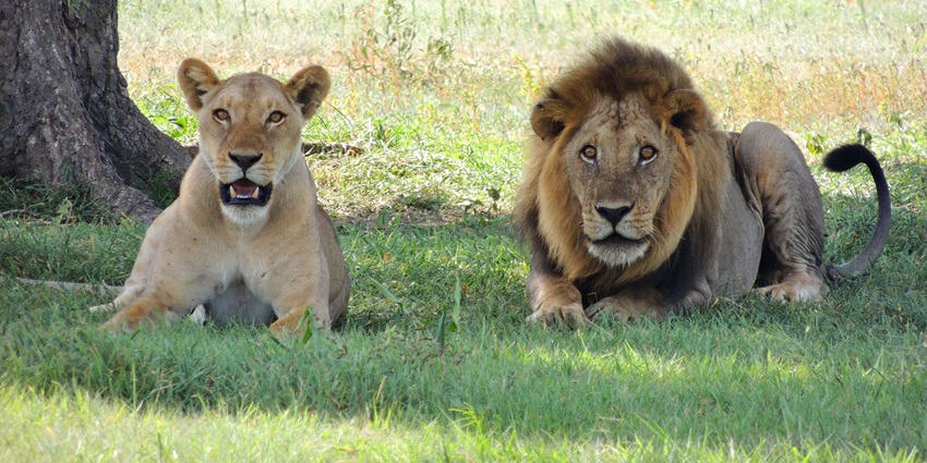 Lion and lioness resting in Kalatop Wildlife Sanctuary are among wild places to visit near Dalhousie in December.
