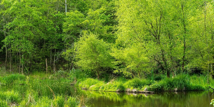 Serene Kanjli Wetland with calm waters and lush greenery, one of the top places to visit near Kapurthala..
