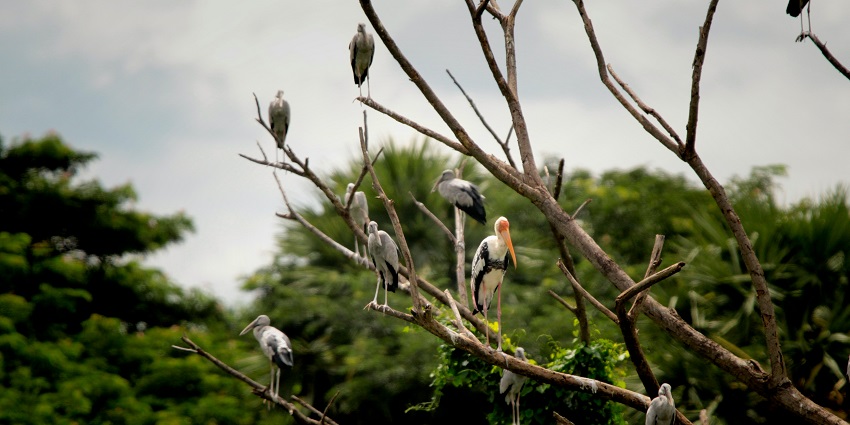 Several colorful birds perched on a tree branch at Karnala Bird Sanctuary.