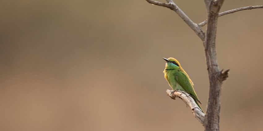 Green-yellow bird on a branch at Karnala Bird Sanctuary, one of the places to visit near Panvel for one day picnic.