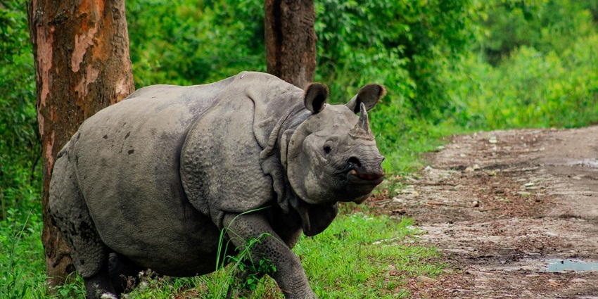 Rhinoceros in Kaziranga National Park is among the stunning places to visit near Arunachal Pradesh.
