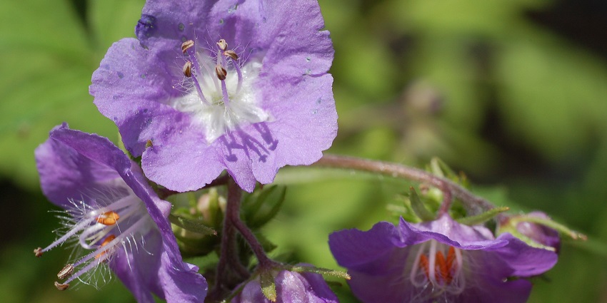 Purple flowers blooming near Imphal, one of the scenic places to visit near Imphal.
