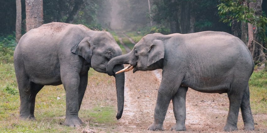 Kottur Elephant Rehabilitation Centre near Kilimanoor with two elephants standing.
