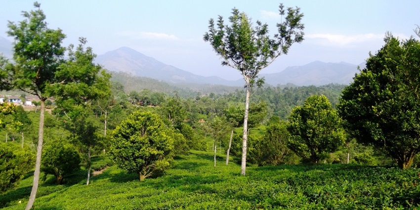 Lockhart Gap in Munnar with green grass fields, trees and mountains, one of the top places to visit near Anachal.