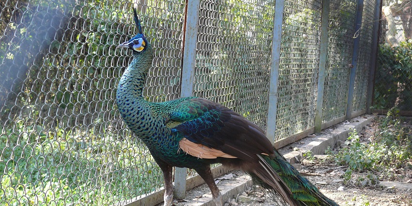 Colourful peacock with vibrant green and blue feathers standing gracefully on the ground.
