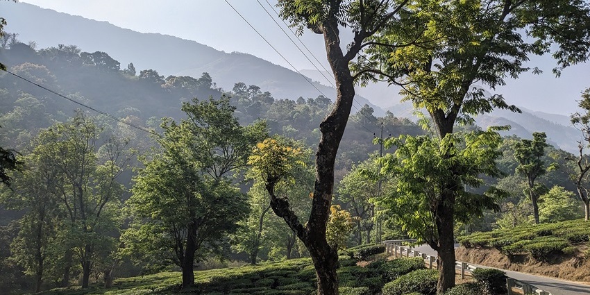 Marayoor sandal wood forest with a road on the side, and tall green trees, one of the scenic places to visit near Anachal.