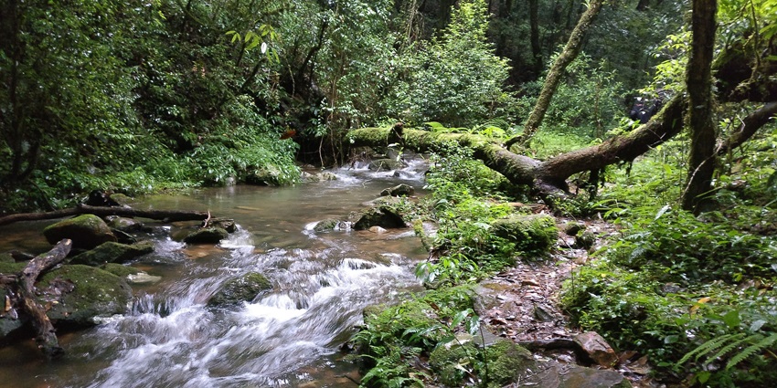 Mawphlang Sacred Grove with ancient trees and forest trails places to visit near Barapani.

