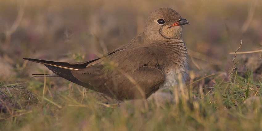 Small brown bird with slender wings and red-tipped beak resting on grassy ground