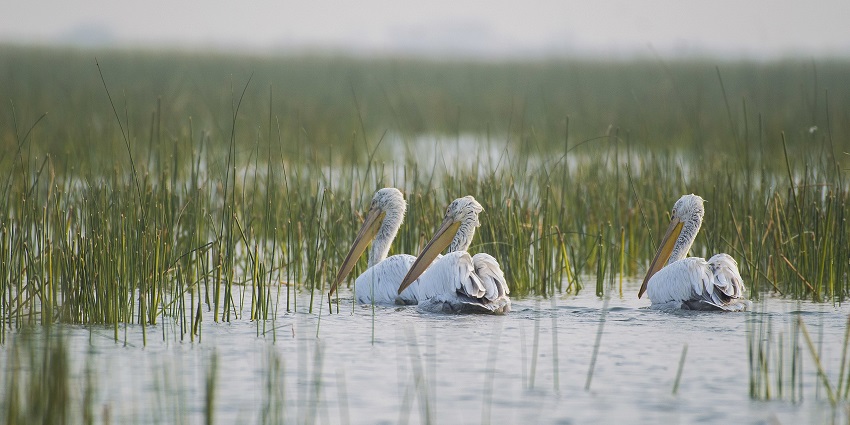 Dalmatian Pelicans resting at Nalsarovar Bird Sanctuary, one of the best places to visit near Ahmedabad for 1 day.