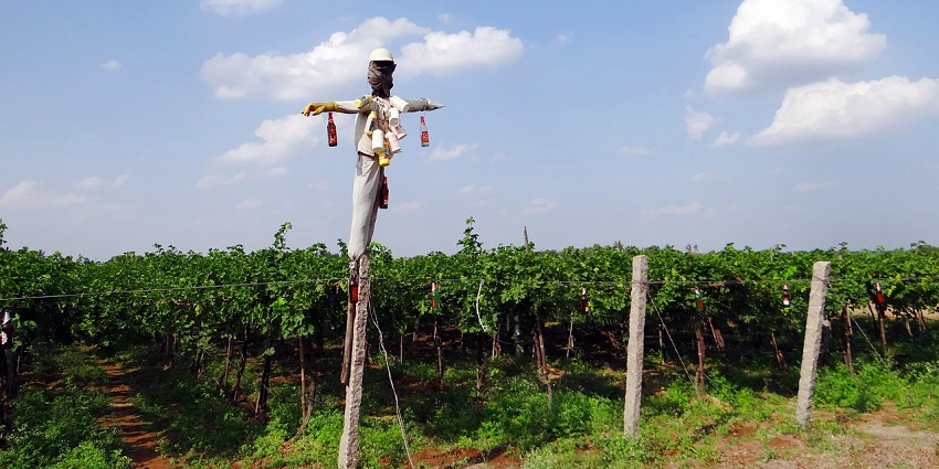 Scenic Sula Vineyards, one of the top places to visit in November near Mumbai.