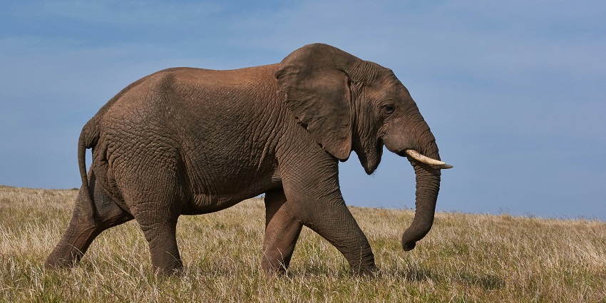 An elephant walking at the Ntangki National Park, one of the best places to visit near Kohima.