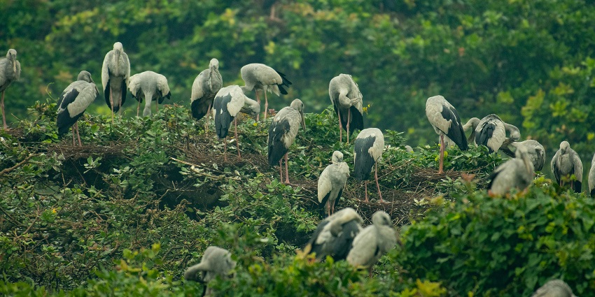 A flock of birds at Okhla Bird Sanctuary, one of the peaceful places to visit near Grand Venice Mall.
