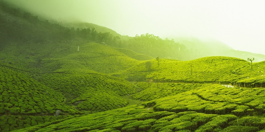 Pallivasal tea gardens with a walking pathway, one of the beautiful places to visit near Anachal.