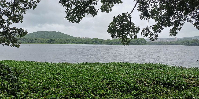 An accumulation of hyacinths near the banks of a calm Pashan Lake, one of the best picnic places to visit near Pune.