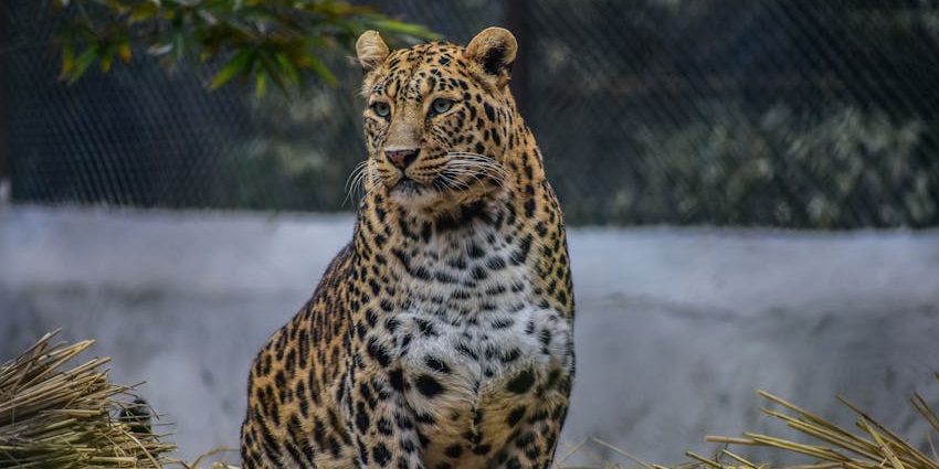 Leopard at Peppara Wildlife Sanctuary, one of the top places to visit near Kilimanoor.
