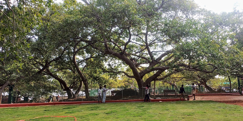 Giant banyan tree with sprawling branches and shaded ground, one of the best places to visit near Kadthal.
