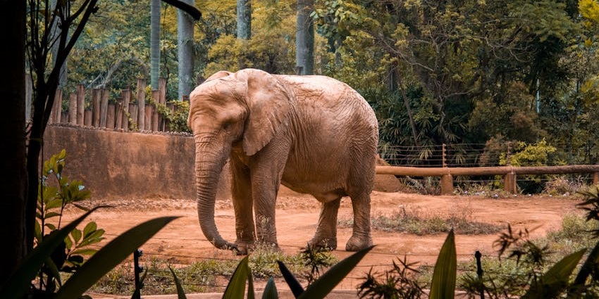 A brown elephant stands near trees in a natural forested environment.
