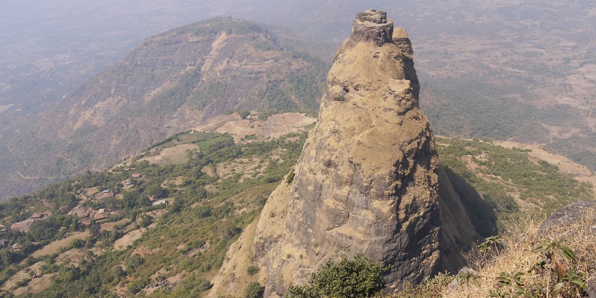 A close view of Cajanus plants with light green leaves, taken near Prabalgad Fort after a rain, one of the best places to visit near Navi Mumbai in one day.