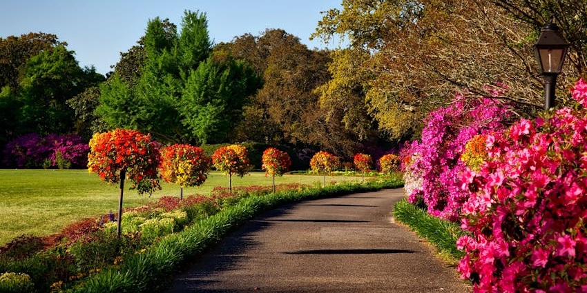 Pathway beside pink flowers and trees, one of the serene places to visit near Hanging Garden.
