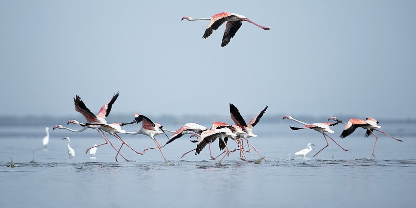 A large flock of pink flamingos stands in shallow water at Pulicat Lake Bird Sanctuary, one of the peaceful places to visit near Chennai in September.
