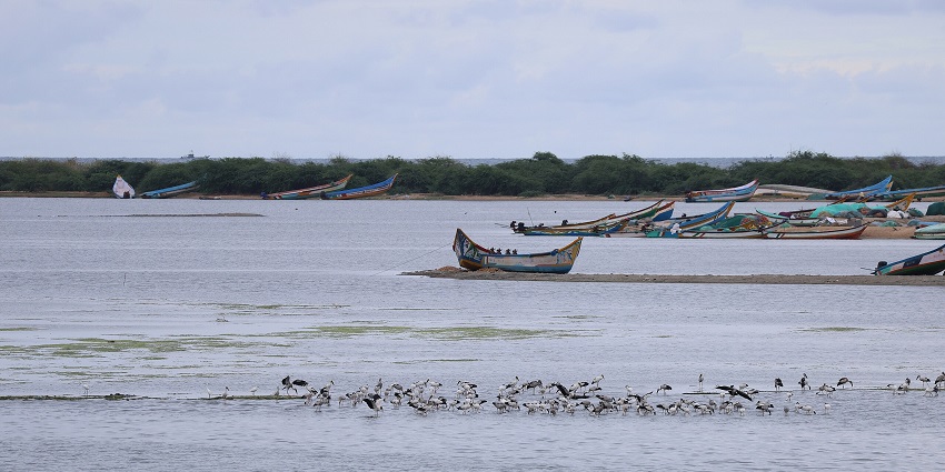 Many fishing boats are docked in the shallow waters of Pulicat Lake near Chennai