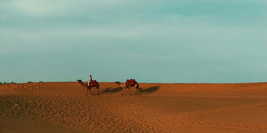 Camel walking across dunes in Jaisalmer under soft evening light in a peaceful desert setting.
