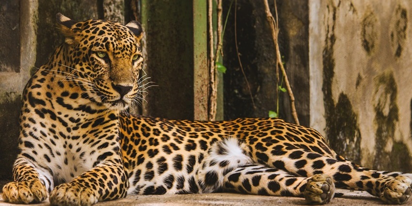 Leopard resting at Rajiv Gandhi Zoological Park, among places to visit near Baneshwar Temple.