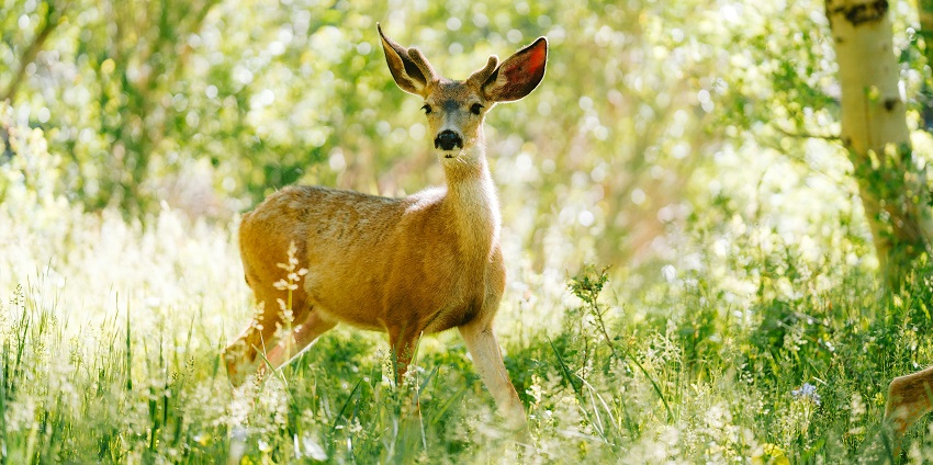 Antelope grazing at Ralamandal Wildlife Sanctuary with dry grass and scattered trees.
