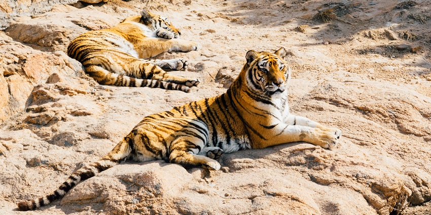 A tiger at Ralamandal Wildlife Sanctuary amidst dense forest and natural surroundings.