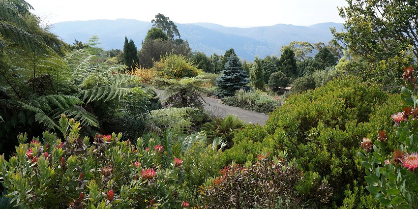 Views of colourful flowering shrubs and lush greenery with huge mountains in the background.