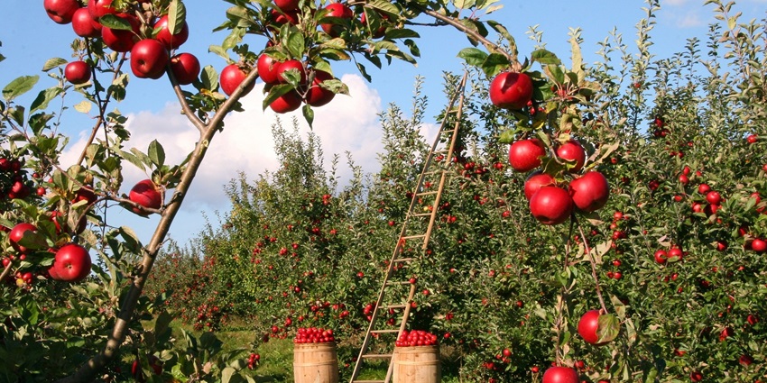 Scenic view of Chaubatia Apple Orchards in Ranikhet, one of the places to visit near Binsar.
