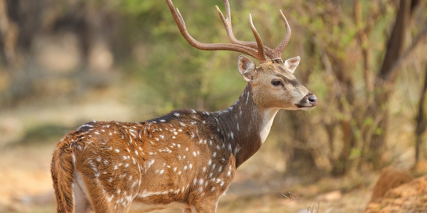 Spotted deer standing at Ranthambore National Park, one of the places to visit near Jaipur within 500 km.
