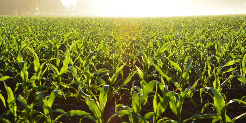 A green long cornfield with a bright yellow sun and distant, tall, misty green trees.
