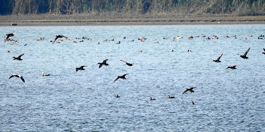 A flock of migratory birds at Punjab’s Ropar Wetlands, one of the places to visit near Chandigarh for 2 days.