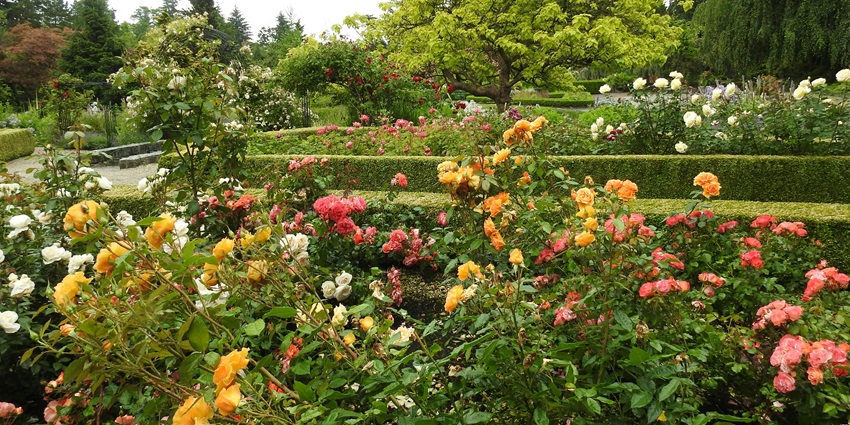 Blooming flowers and walking paths at Rose Garden are among scenic places to visit near Damdama Sahib.